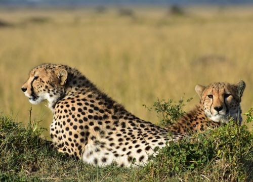 7 DAY KENYA PARK EXPLORATION  LUXURY