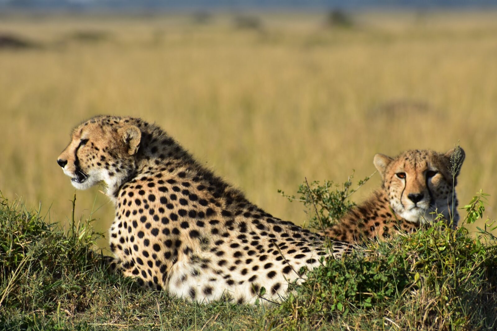 7 DAY KENYA PARK EXPLORATION  LUXURY