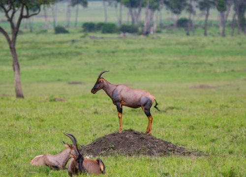 5 DAYS AMBOSELI, LAKE NAKURU & MASAI MARA PRIVATE SAFARI