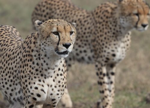 4 DAY BUSH TO BEAC H STANDARD SAFARI