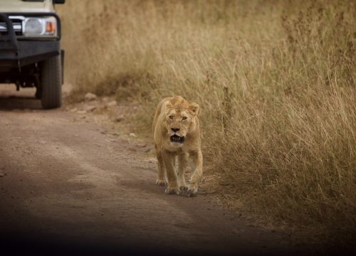 5 DAYS SENSATIONAL  MT KENYA CLIMBING
