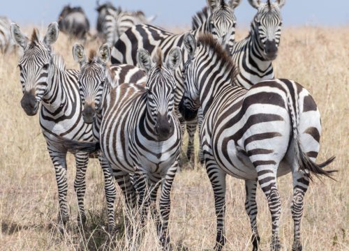 7 DAYS SAMBURU, OLPEJETA, LAKE NAKURU & MASAI MARA PRIVATE SAFARI