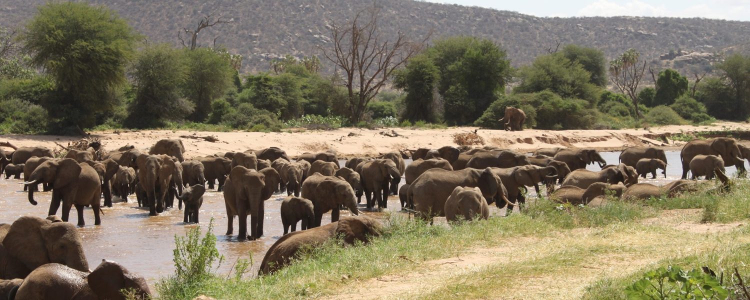 Elephants_crossing_Ewaso_Ng'iro_river_in_Samburu_National_Reserve