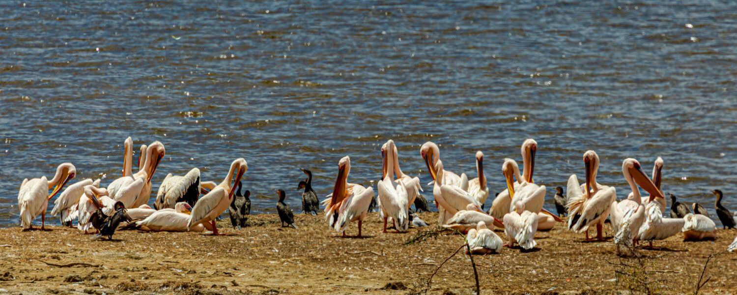 Lake_Nakuru_National_Park,_Kenya_-_51955018528