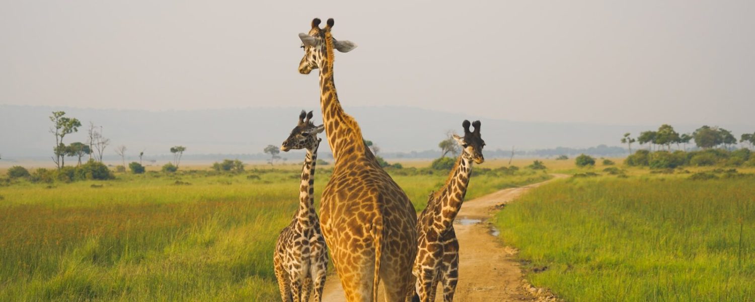 jason-zhao-c38tHuBSGss-unsplash